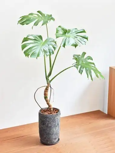 日本风格造型/龟背竹 [ 自由舞者 ]