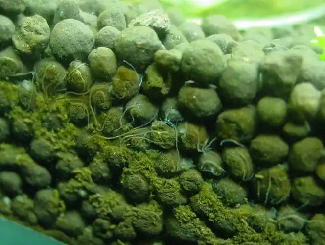 蛋白虫!(12月5日更新治理法4图)