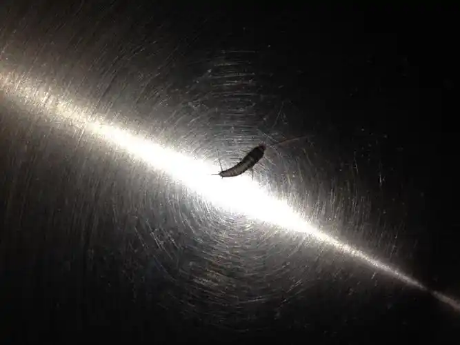 厨房出现好多这样的小虫子