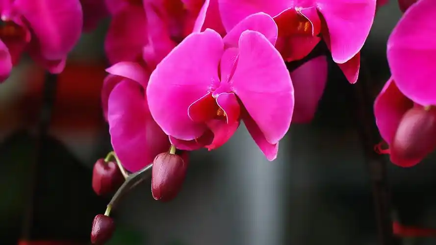 电脑壁纸 花卉 鲜花 蝴蝶兰花朵