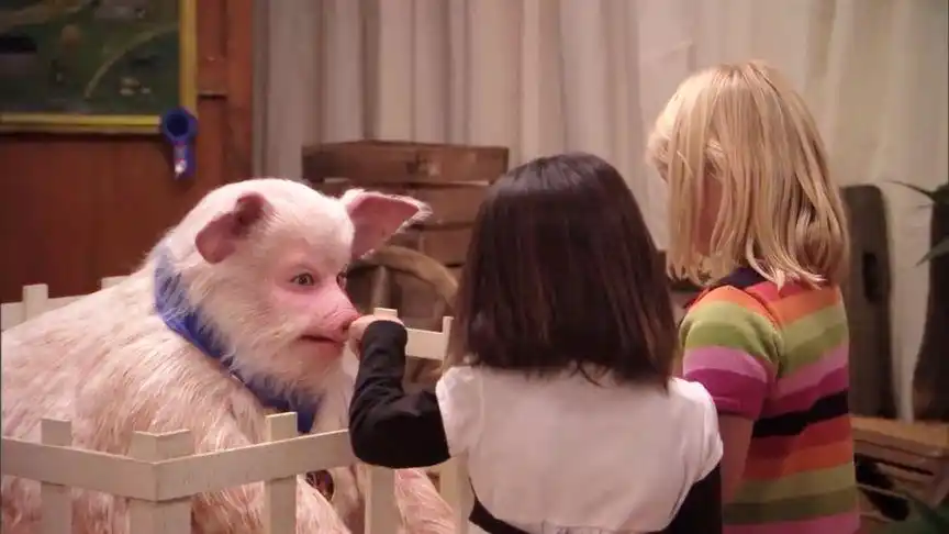 国外出现一头人脸猪,当真相揭开时,网友们坐不住了!