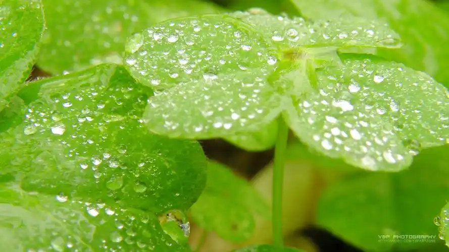 安卓(android)小清新 护眼壁纸高清手机壁纸免费下载,安心市场-用安卓