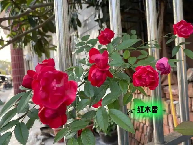 之前发的橙木香有人说是红木香吧,那今天就拍了红