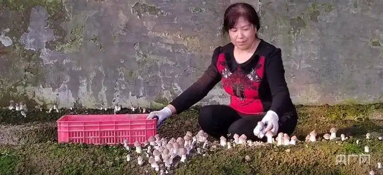 宣传部供图)赤松茸学名为大球盖菇,是国际菇类交易市场上十大品种之一