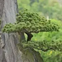 中年女性微信头像松树【点击鼠标右键下载】