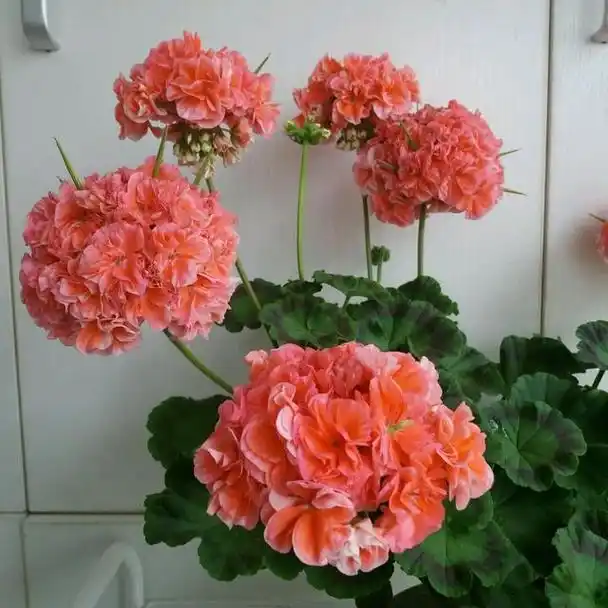 天竺葵"花劳模",一年到头爆花球,味道有点臭,蚊虫不敢来