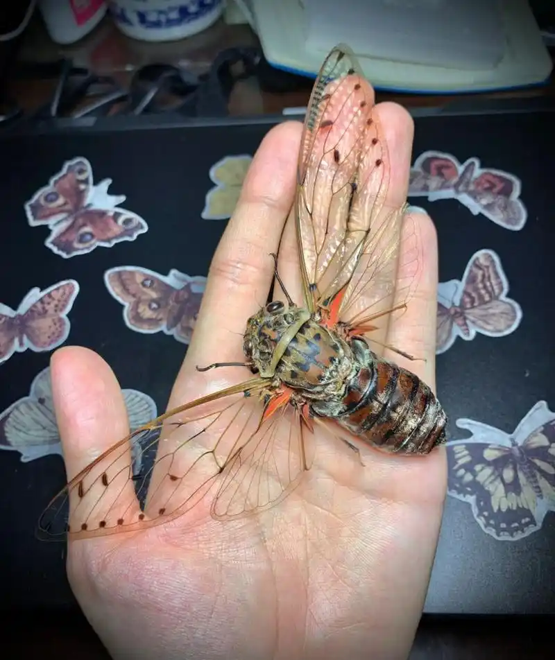 帝王蝉与普通知了的对比～ 上面的小黑蝉就是平常大家最常见到的黑