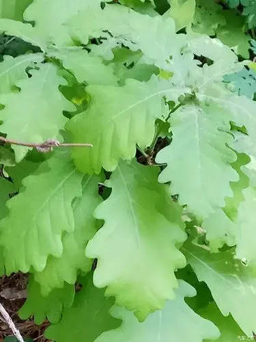 柞树叶 柞蚕口粮