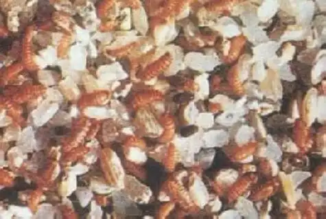 p>谷斑皮囊被中国对外检疫列为一种危害性 a href="#" data-lemmaid=