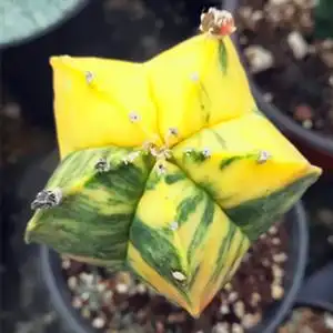 会开花五角鸾凤玉四角锦仙人球仙人柱多肉植物鸾凤玉锦星球超兜