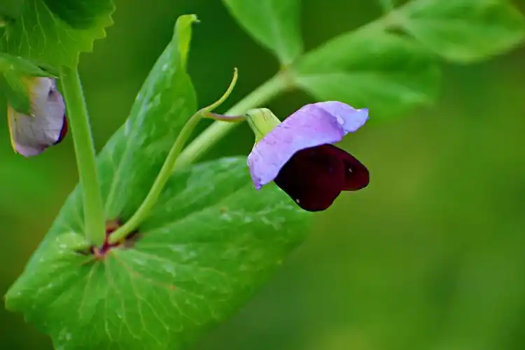 豌豆花