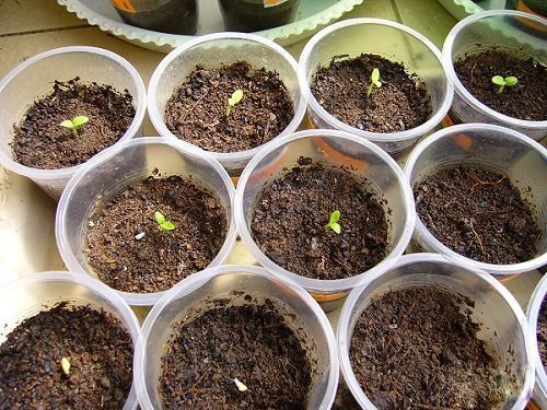 天竺葵种子天竺葵种子样子