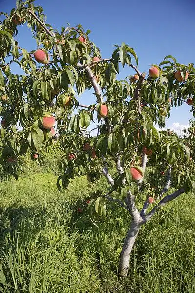 桃树图片