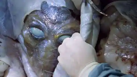 震惊!教你如何解剖外星人 一刀下去不见血