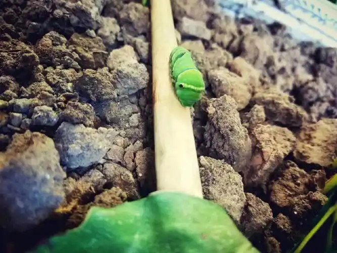 纪念那年今日我捡到了蝴蝶03