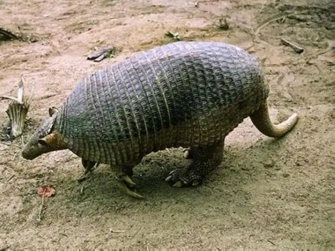 难得一见的巨大动物大犰狳