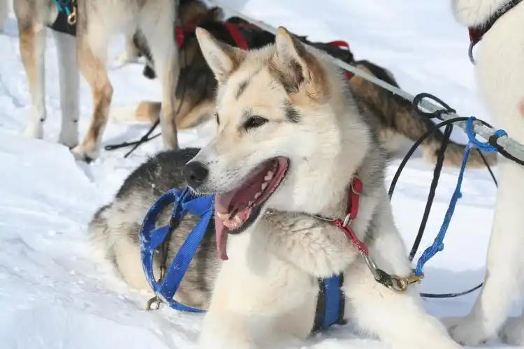 阿拉斯加荒野狗拉雪橇多天探险体验