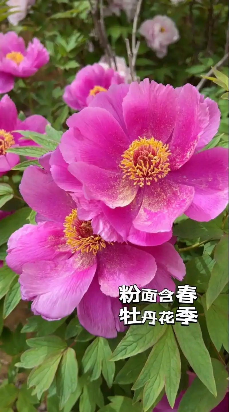 单瓣牡丹|洛阳牡丹|国风古韵.#视觉盛宴  #慢下 - 抖音