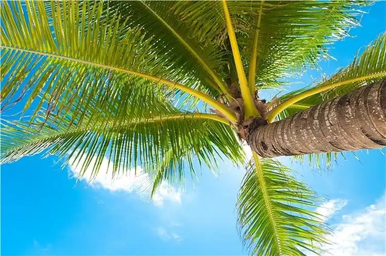 棕榈树图片_棕榈树高清图片_全景视觉