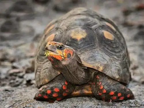 红腿陆龟丨黑衣红腿南美绅士