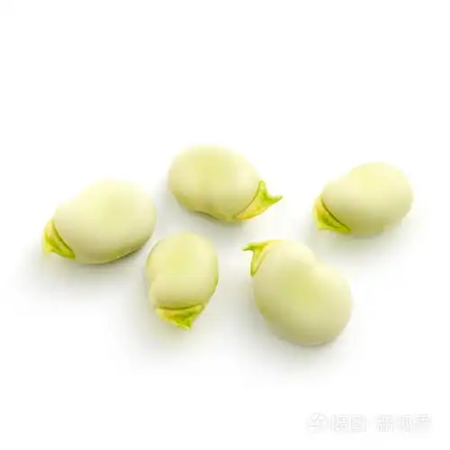 孤立的白色衬底上的蚕豆的种子