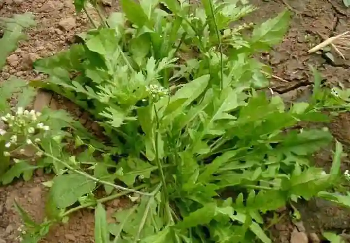 孕妇能吃荠菜吗 - 对胎儿影响,好不好,功效与作用 - 姐妹邦