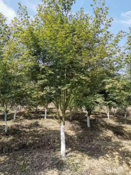 [鸡爪槭批发]11公分鸡爪槭 950.00元/株 若干株 苗木通