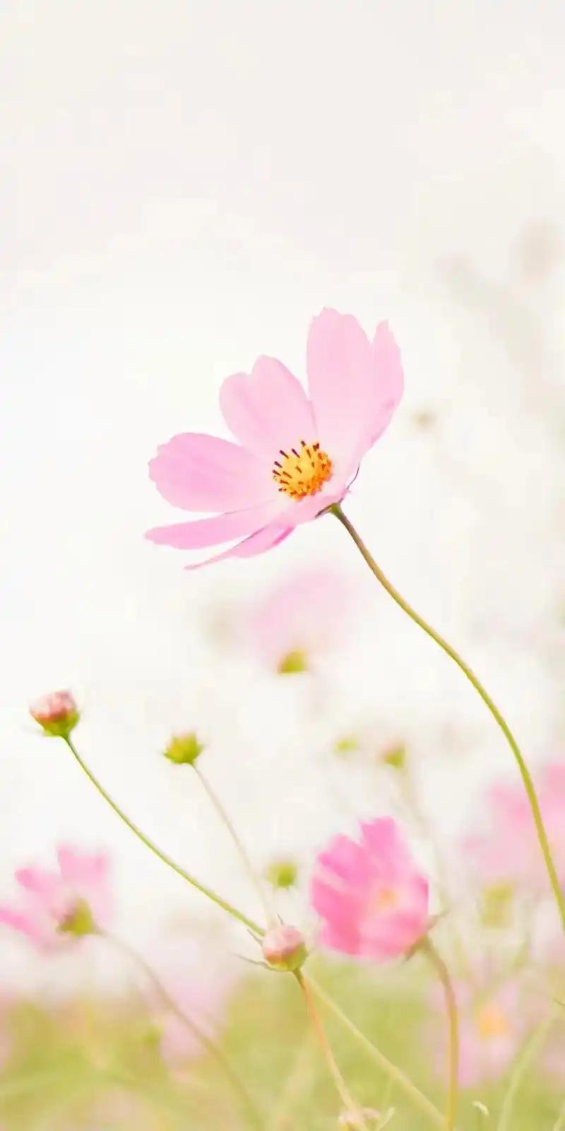 美丽的格桑花壁纸,当格桑花盛开,幸福便会如约而至