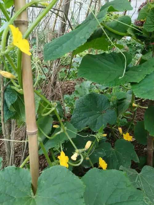冬瓜秧有好几棵,长的有一米多的藤了,期待着能结出又多又大的冬瓜