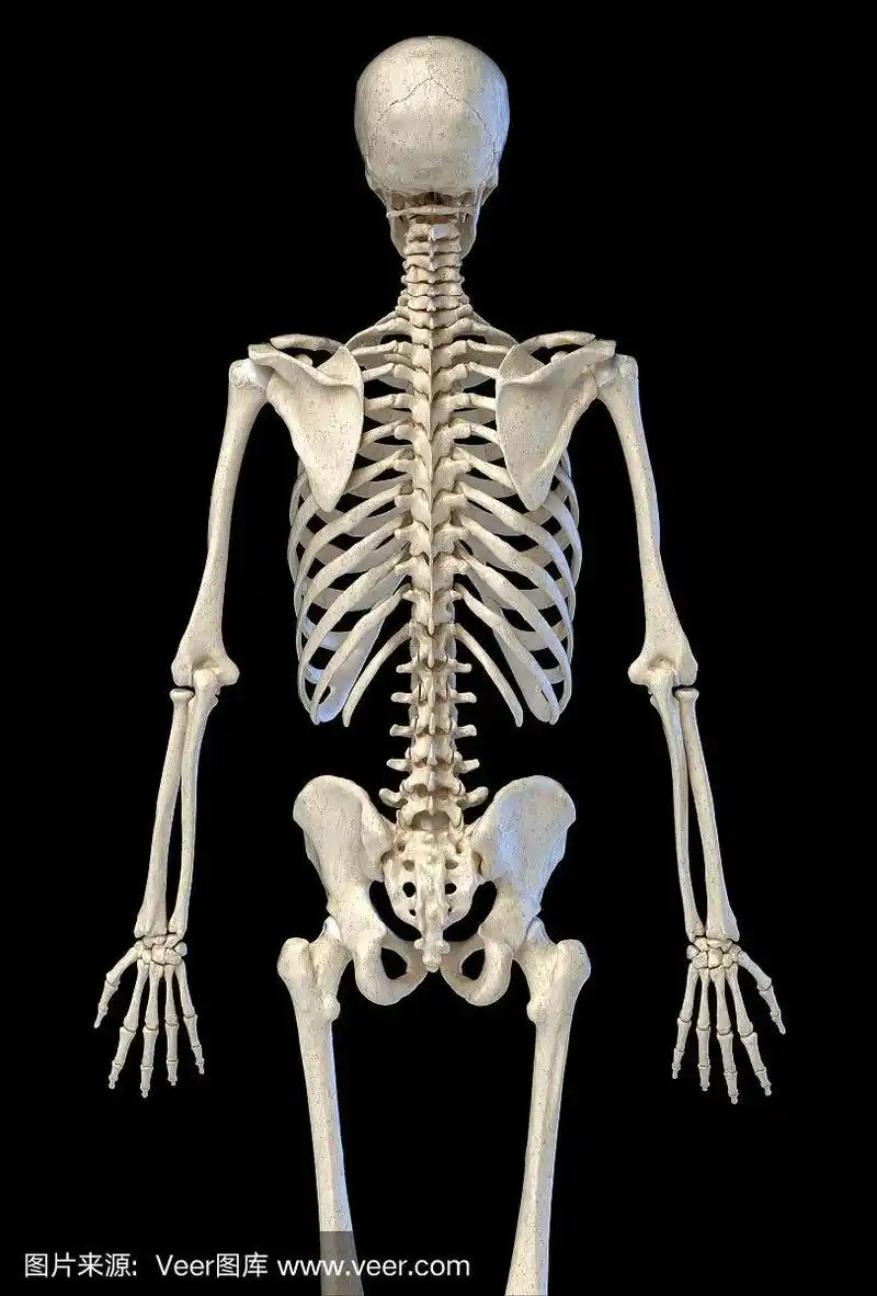 人体解剖学,骨骼从背后看骨架.