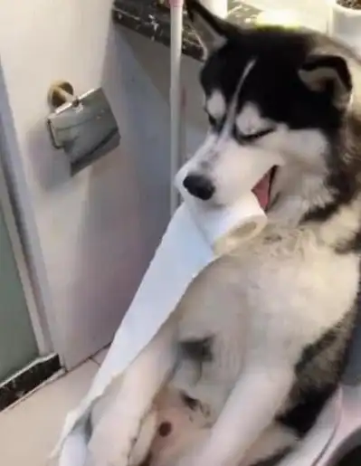 主人带黄狗去吃酒席,狗站在旁边拍主人的大腿,阿黄:我想吃肉