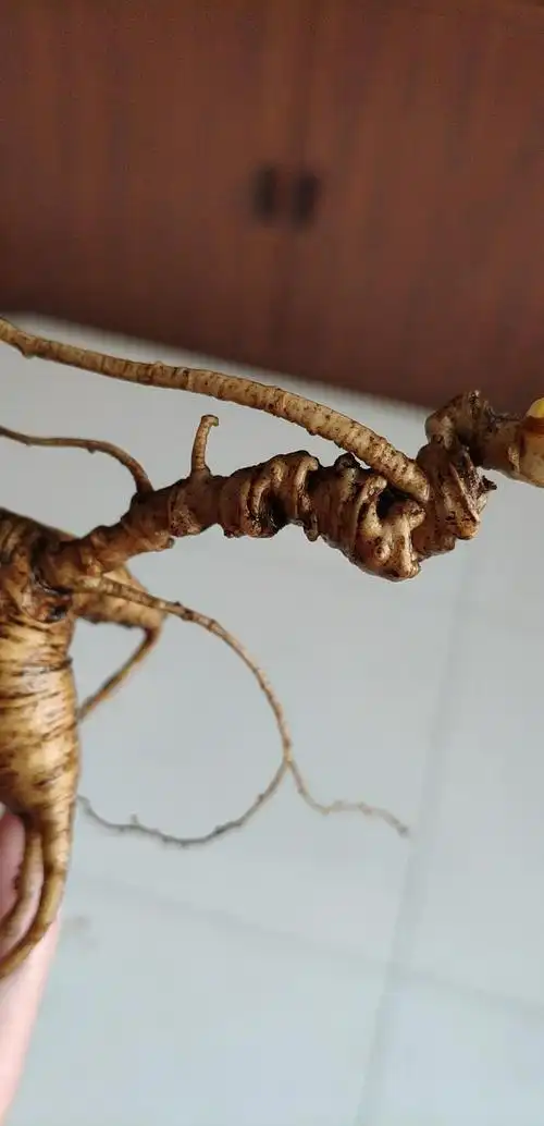 十颗老参九颗残人参芦头残了怎么估算参龄学会再也不怕被忽悠