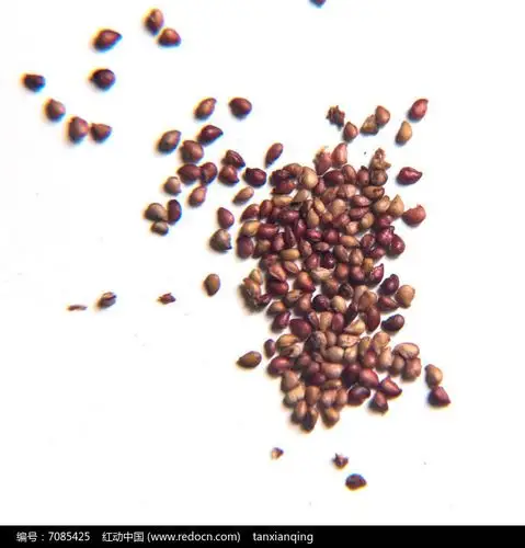 花卉种子盆栽草莓种子