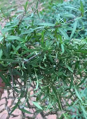 4包邮仟草御颜 半枝莲500克可配铁树叶,白花蛇舌草非野生中药材仟草御