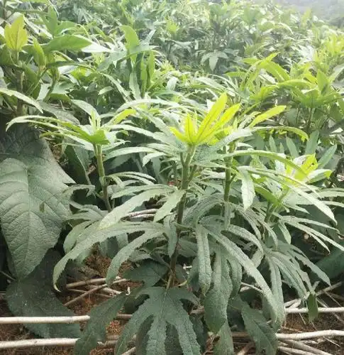 出售五指毛桃苗