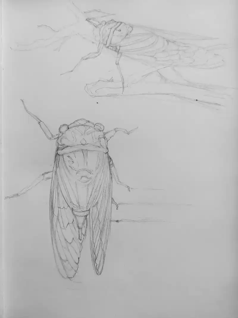 【速写】 知了 - 抖音