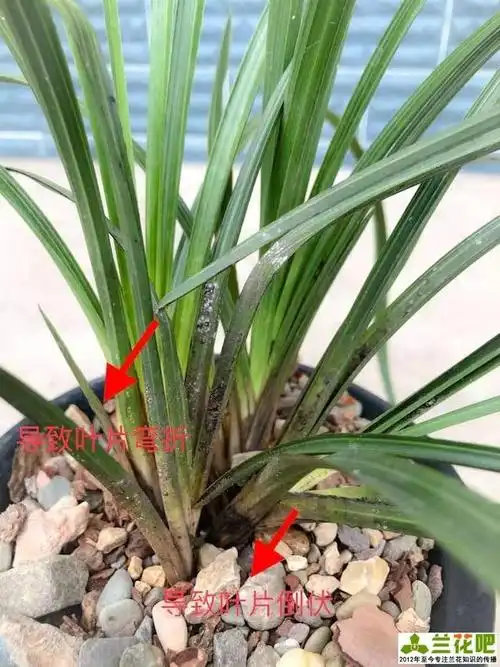 春季蚧壳虫病虫害活跃,兰花叶片上的白色颗粒刮擦刷治标不治本