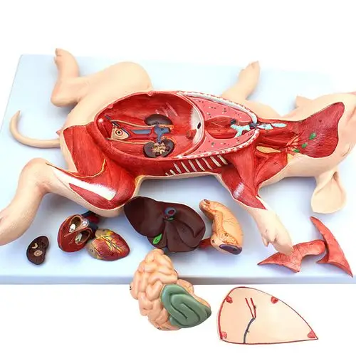 猪解剖模型猪胚胎猪器官内脏肌肉神经畜牧养殖学习动物解剖畜牧兽