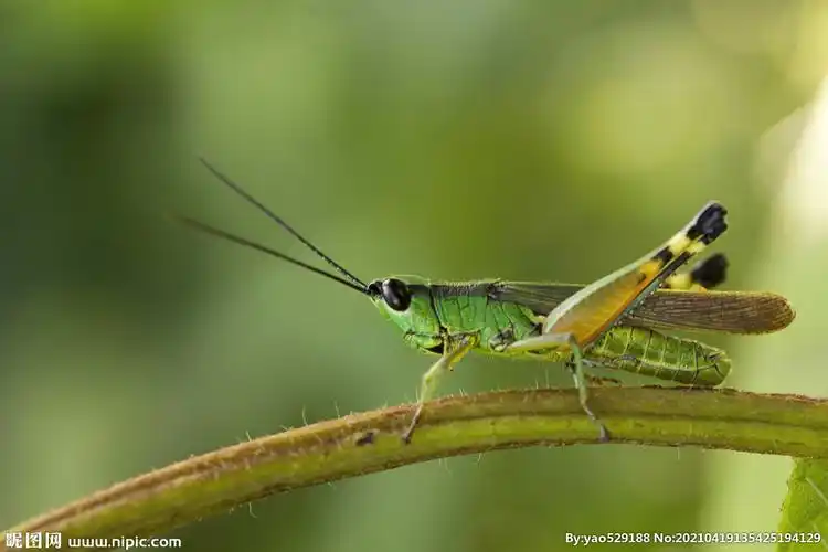 青蚂蚱摄影图片