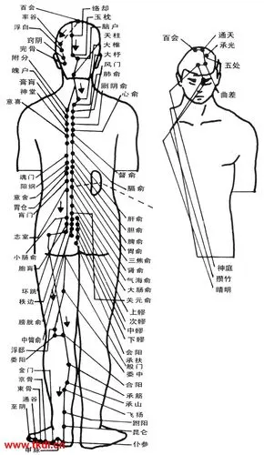 十四经络图解说明