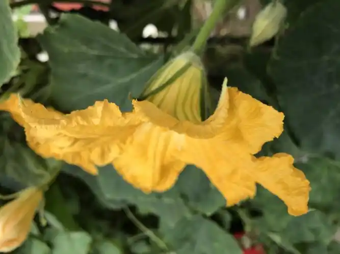 正常南瓜雄花的侧面看,花梗是一个瘦长棒形.