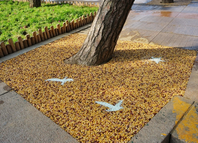 创新美化树穴海滨风景区打造全新树穴景观