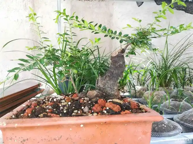 铁马鞭的参天大树变形记