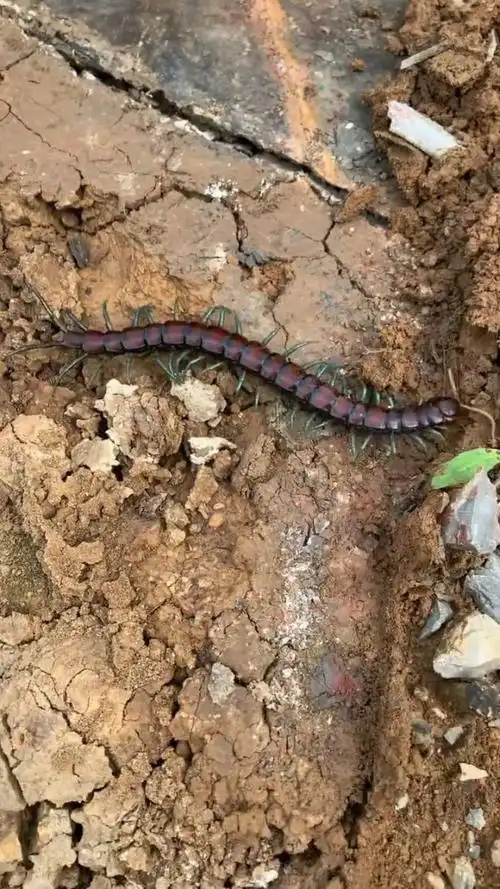 在石头下面发现了一只薄荷蜈蚣,这种蜈蚣特别稀有