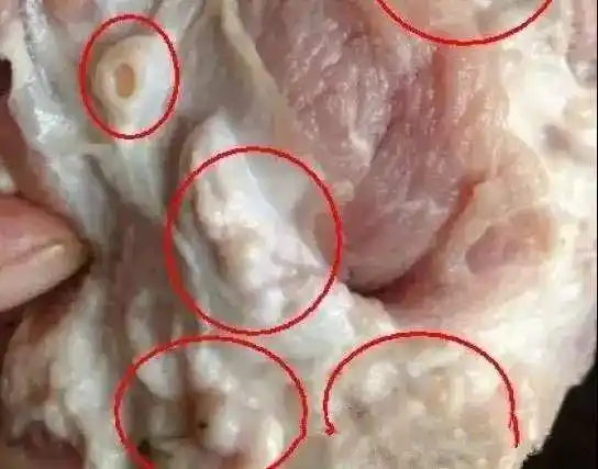 7.猪囊虫肉 俗称"豆肉",幼虫呈囊泡状,肉眼观察如小米粒或豌豆般大小.