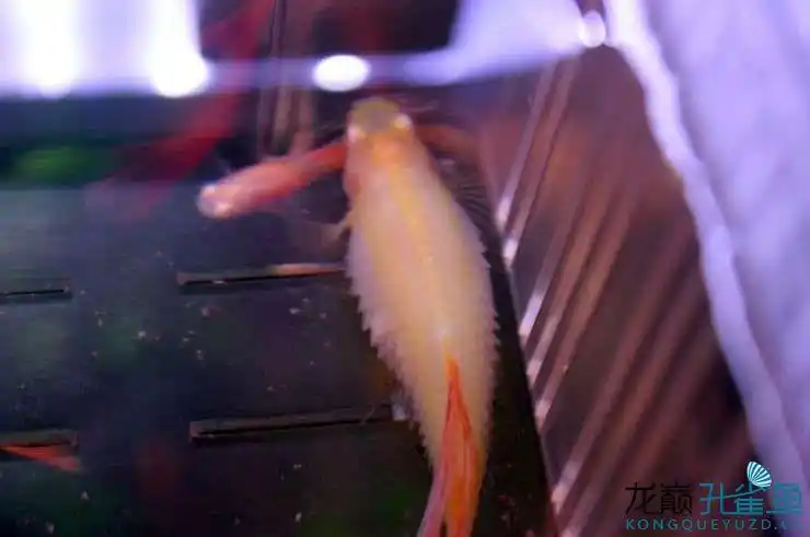 立鳞有来了 - 孔雀鱼玩家 - 龙巅孔雀鱼