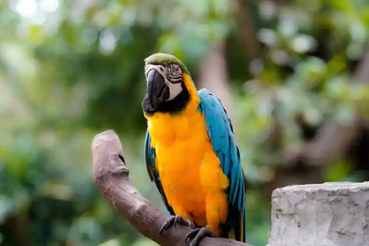 广州长隆飞鸟乐园