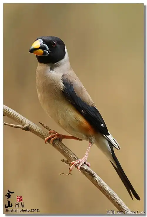 新拍一组黑尾蜡嘴雀