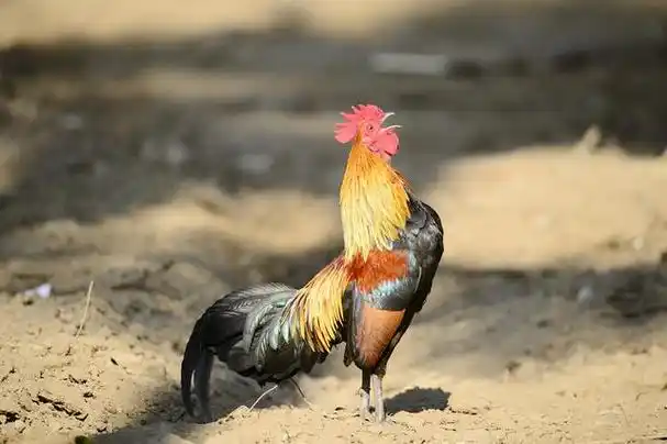 公鸡的鸣叫声是每个清晨的开始,但是它们是怎样准确地知道何时开始