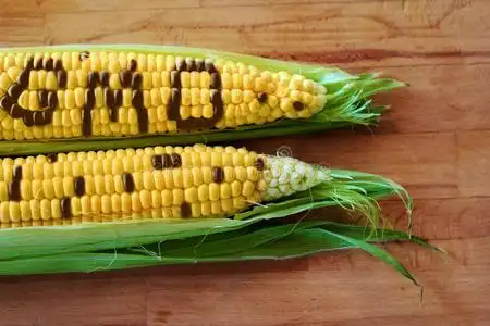 转基因食物转基因玉米照片